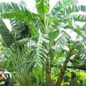 Thailand (081)